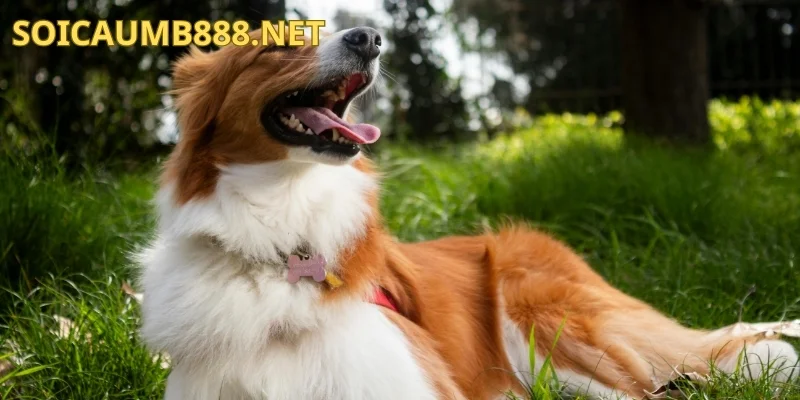 Giải mã giấc mơ thấy con chó điềm báo gì?