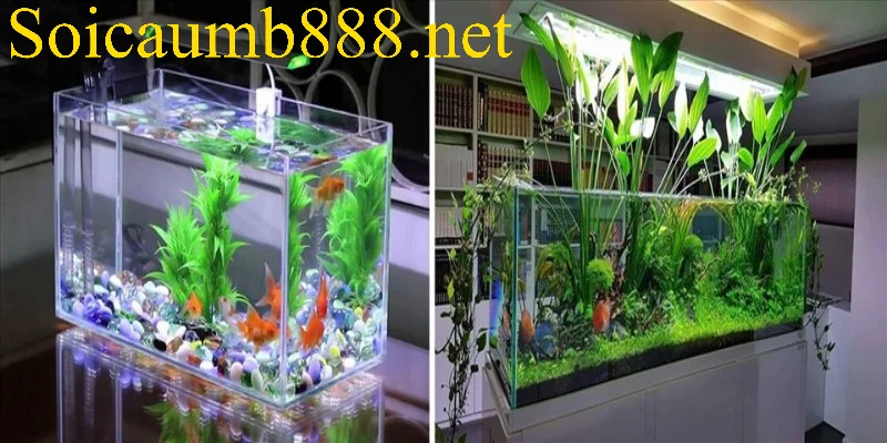 Giấc mơ thấy bể nuôi cá cảnh thường mang điềm báo tốt