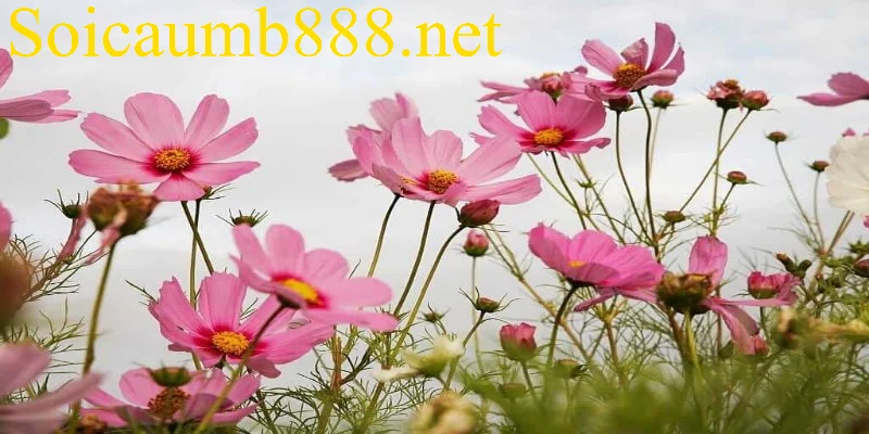 Con số may mắn nên tham khảo khi mơ thấy bông hoa