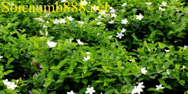 Góc nhìn tâm lý của các giấc mơ thấy bụi cây