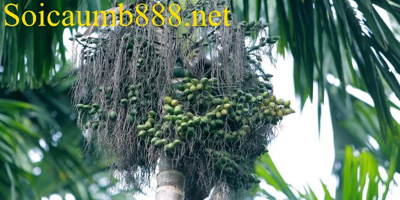 Mơ thấy buồng cau là điềm báo của sự sung túc