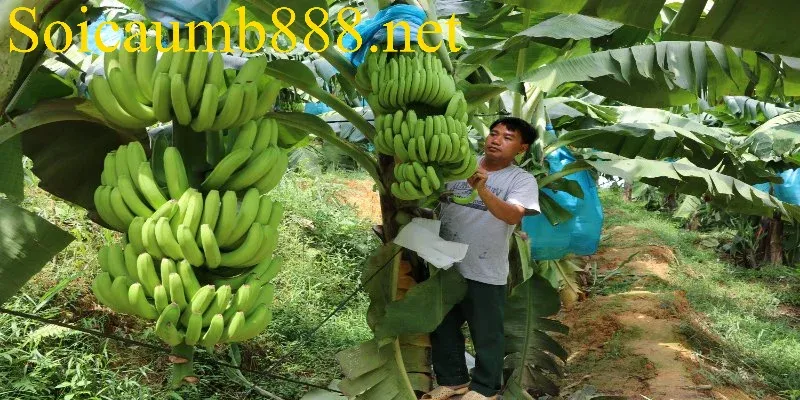 Tổng hợp các số dễ trúng khi mơ thấy buồng chuối