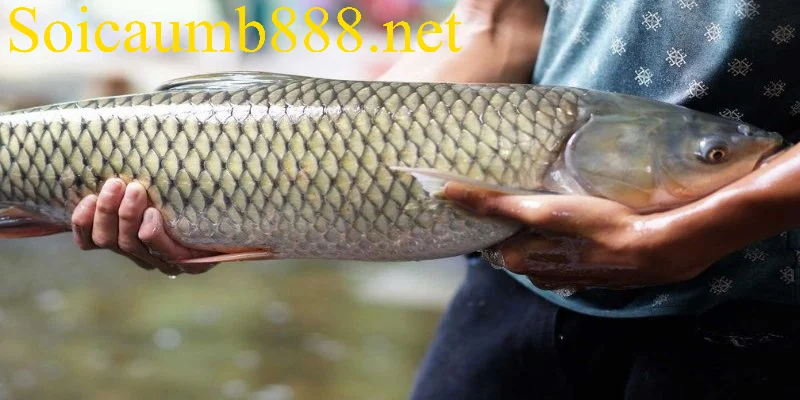 Khám phá thông điệp chung của giấc mơ thấy cá trắm