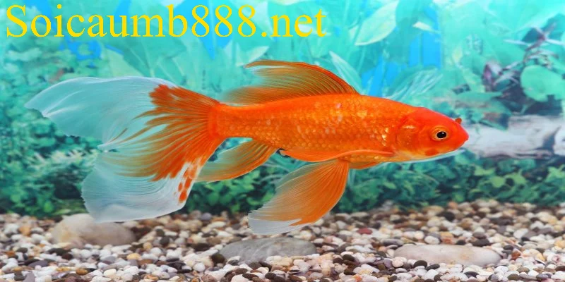 Mơ thấy cá vàng thường mang đến nhiều may mắn