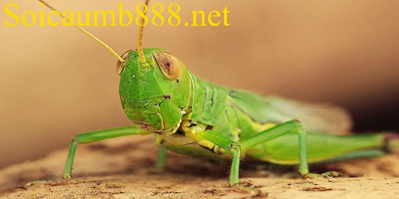 Lý do phổ biến khiến nhiều người nằm mơ thấy cào cào