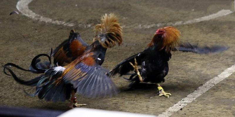 Những điều cần biết về đá gà B52 Club