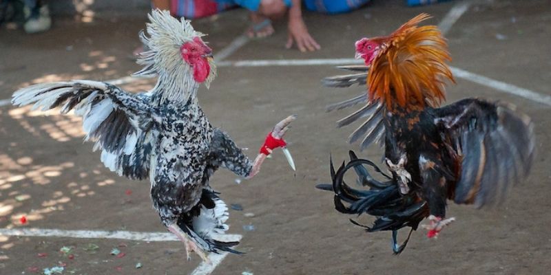 Quy trình tham gia đấu trường đá gà B52 Club