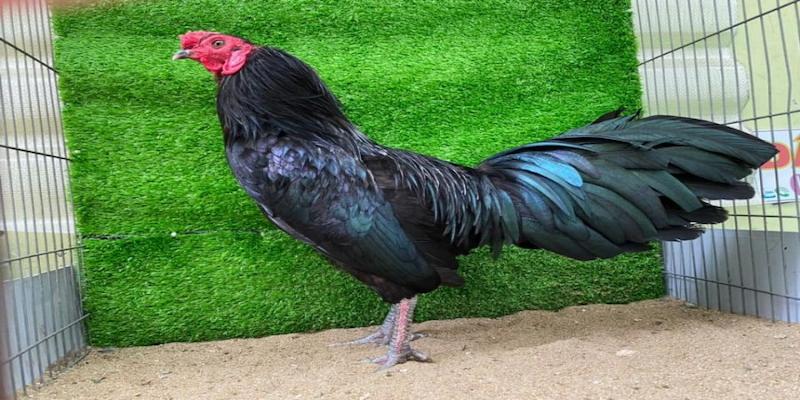 Thông số kỹ thuật và so sánh giống gà