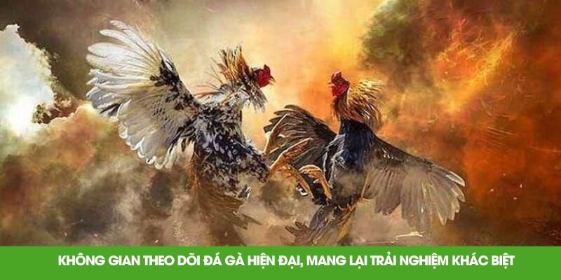 Không gian theo dõi đá gà hiện đại, mang lại trải nghiệm khác biệt