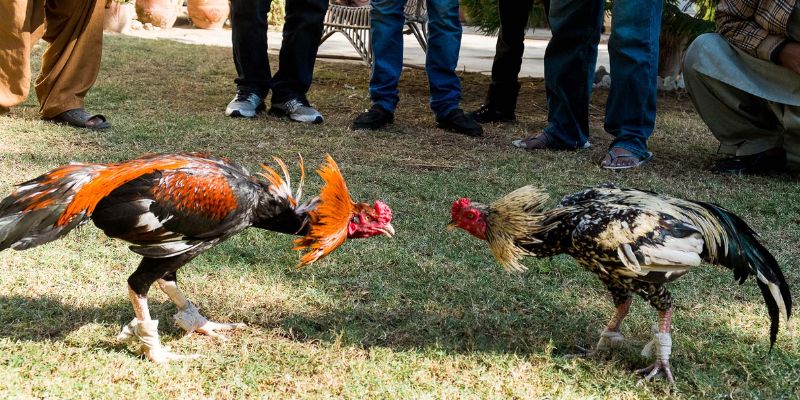 Luật đá gà Thomo cơ bản dành cho hội viên 