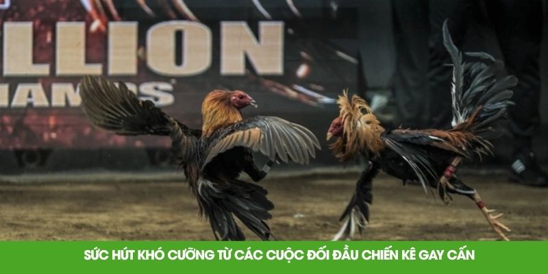 Sức hút khó cưỡng từ các cuộc đối đầu chiến kê gay cấn